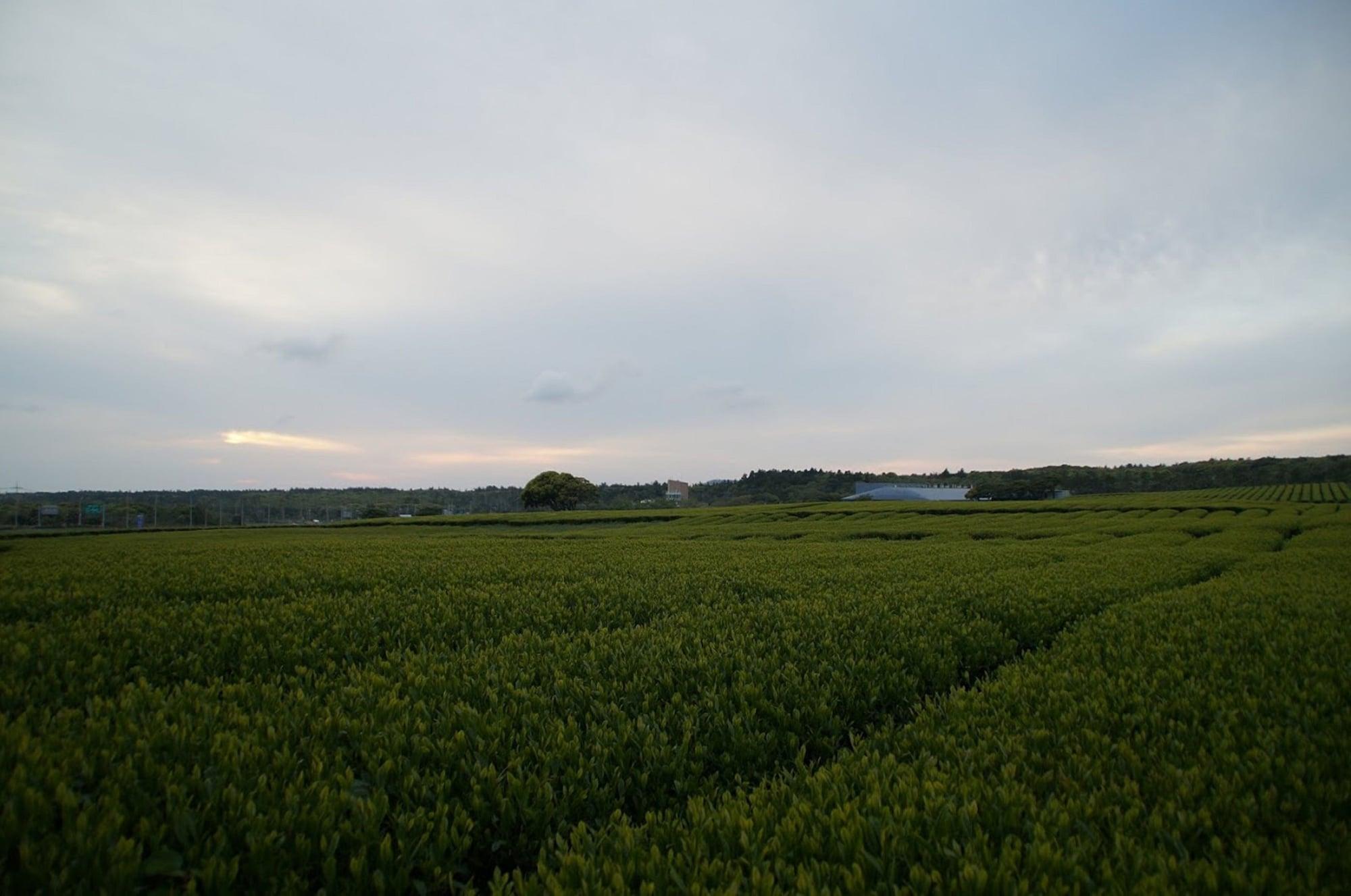 Jeju Aerospace Hotel Seogwipo Esterno foto